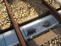 Potret Viral Bukti Jepang Beda dengan Negara Lain