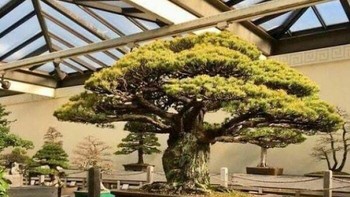Pohon Bonsai berusia 400 tahun yang selamat dari ledakan bom Hiroshima di Jepang. Foto: Boredpanda