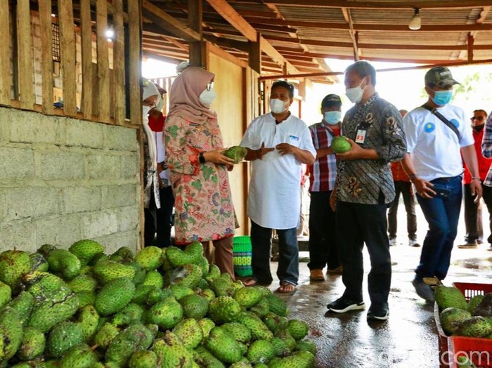 Produk hilir pertanian Banyuwangi semakin mendapat tempat di pasar nasional. Salah satunya buah kupas beku (frozen fruit) produksi Istana Sirsak Banyuwangi.