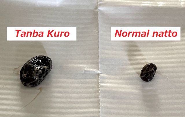 Natto Hitam 'Black Diamonds' Termahal di Jepang