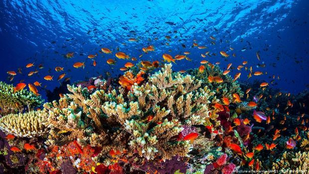 PBB Usulkan Great Barrier Reef Dimasukkan Daftar Dalam Bahaya, Australia Protes