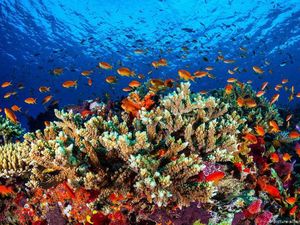 Ilmuwan Ramai-ramai Bekukan Karang The Great Barrier Reef, Ada Apa?