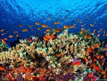 Ilmuwan Ramai-ramai Bekukan Karang The Great Barrier Reef, Ada Apa?