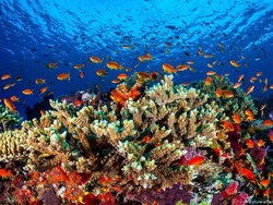 Terumbu Karang Great Barrier Reef Australia Terancam Kiamat