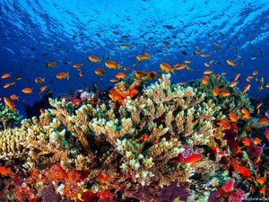 Ilmuwan Ramai-ramai Bekukan Karang The Great Barrier Reef, Ada Apa?