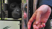BKSDA Jambi melepasliarkan tiga ekor siamang dewasa dan seekor tapir (Tapirus indicus) dewasa yang sebelumnya mendapatkan perawatan dan pelatihan di Tempat Penyelamatan Satwa (TPS) BKSDA setempat selama 3-7 bulan.  