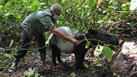 Petugas BKSDA Jambi memberi makan seekor seekor tapir (Tapirus indicus) yang akan dilepasliarkan di Taman Nasional Kerinci Seblat (TNKS), Sungai Penuh, Jambi, Selasa (22/6/2021).   