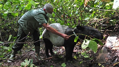 Momen Pelepasliaran Satwa di Taman Nasional Kerinci Seblat