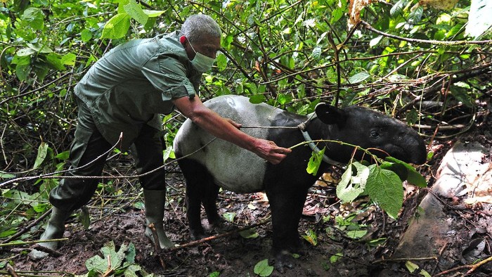 PELEPASLIARAN SATWA DI TAMAN NASIONAL KERINCI SEBLAT Seekor siamang (Symphalangus syndactylus) berdiri di atas kandang transpor saat dilepasliarkan di Taman Nasional Kerinci Seblat (TNKS), Sungai Penuh, Jambi, Selasa (22/6/2021). BKSDA Jambi melepasliarkan tiga ekor siamang dewasa dan seekor tapir (Tapirus indicus) dewasa yang sebelumnya mendapatkan perawatan dan pelatihan di Tempat Penyelamatan Satwa (TPS) BKSDA setempat selama 3-7 bulan. ANTARA FOTO/Wahdi Septiawan/foc.