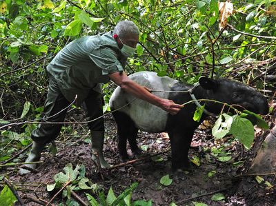 Momen Pelepasliaran Satwa di Taman Nasional Kerinci Seblat