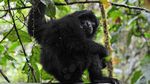 Momen Pelepasliaran Satwa di Taman Nasional Kerinci Seblat