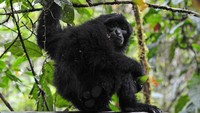 Seekor siamang (Symphalangus syndactylus) berdiri di atas kandang transpor saat dilepasliarkan di Taman Nasional Kerinci Seblat (TNKS), Sungai Penuh, Jambi, Selasa (22/6/2021).  