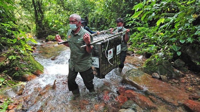 PELEPASLIARAN SATWA DI TAMAN NASIONAL KERINCI SEBLAT Seekor siamang (Symphalangus syndactylus) berdiri di atas kandang transpor saat dilepasliarkan di Taman Nasional Kerinci Seblat (TNKS), Sungai Penuh, Jambi, Selasa (22/6/2021). BKSDA Jambi melepasliarkan tiga ekor siamang dewasa dan seekor tapir (Tapirus indicus) dewasa yang sebelumnya mendapatkan perawatan dan pelatihan di Tempat Penyelamatan Satwa (TPS) BKSDA setempat selama 3-7 bulan. ANTARA FOTO/Wahdi Septiawan/foc.