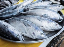 Benarkah Ikan Tongkol Mengandung Racun? Ini Fakta Ilmiahnya