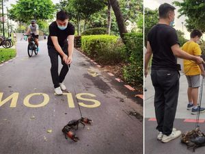 Ajak Kepiting Jalan-jalan di Taman, Pemilik Resto Seafood Minta Maaf