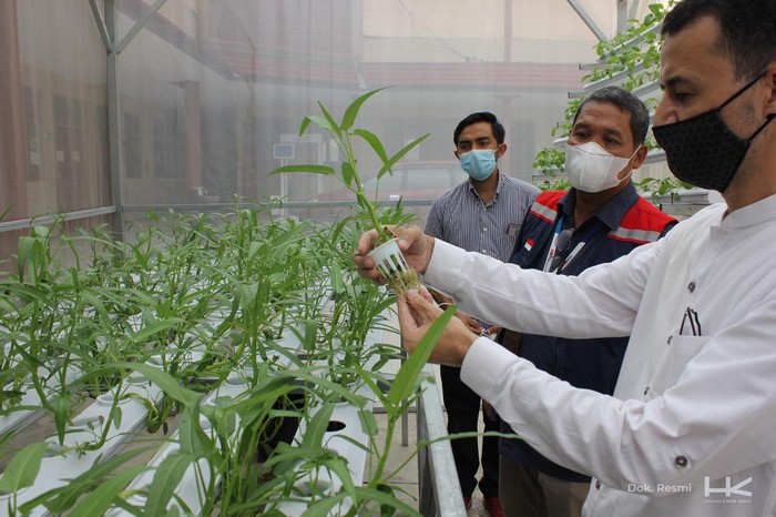 Aquaponic Greenhouse