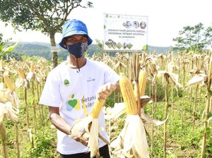 bank bjb Dukung Kesejahteraan Petani Jagung Lewat KUR Petani Milenial