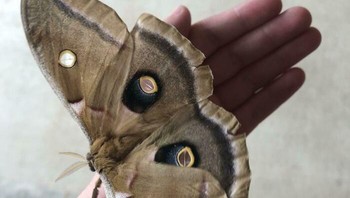 Kupu-kupu Cylops yang besar, ukurannya lebih besar dari setengah tanganku Foto: Boredpanda