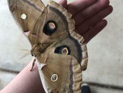 Potret Viral Penemuan Mengejutkan, Ada Jejak Kaki Raksasa