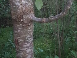 Potret Viral Penemuan Mengejutkan, Ada Jejak Kaki Raksasa