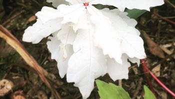 Beberapa tahun yang lalu saya menemukan tanaman Oak albino di kebun saya dan baru sadar jika tanaman bisa mengalami albino namun mereka tidak dapat hidup lama karena merekta tidak dapat berfotosintesis Foto: Boredpanda