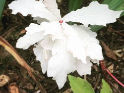 Potret Viral Penemuan Mengejutkan, Ada Jejak Kaki Raksasa