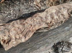 Potret Viral Penemuan Mengejutkan, Ada Jejak Kaki Raksasa