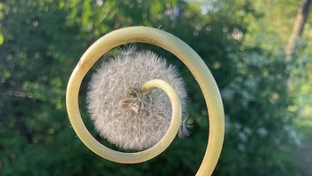 Saya temukan dandelion yang berputar Foto: Boredpanda