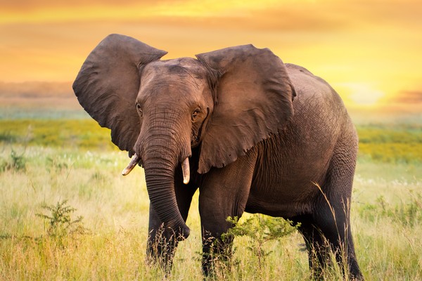 Kemampuan gajah dapat mempelajari berbagai tugas rumit, tetapi kesadaran diri mereka dalam mengenali diri sendiri di cermin bisa membedakan mereka dalam skala kecerdasan. (Getty Images/iStockphoto/karelnoppe)