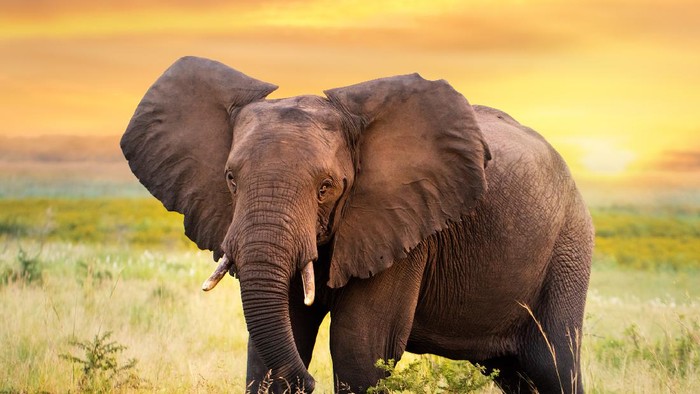 Gajah