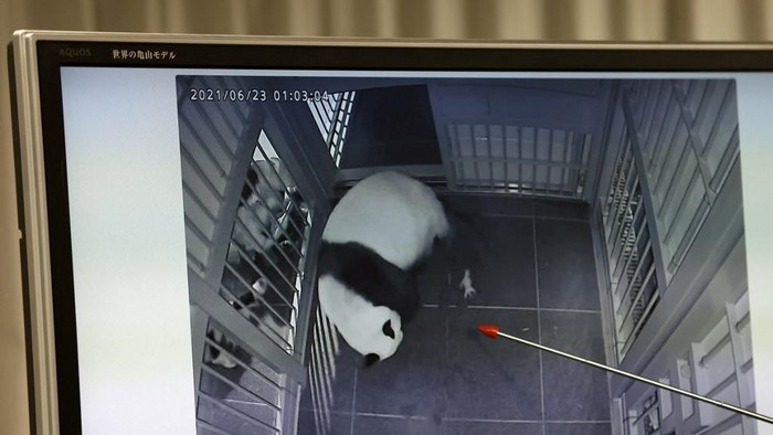 Panda Shin Shin melahirkan bayi kembar di Kebun Binatang Ueno, Tokyo, 23 Juli 2021. (Photo by Behrouz MEHRI / AFP)