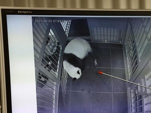 Hore!!! Bayi Panda Kembar Baru Saja Lahir, Nih