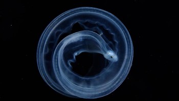 Runner-up kategori Under Water diriah Zhi-yue Shi. Canon 5D Mark IV with Canon 100mm macro lens. 1/250th, f/18, ISO 640. Foto: dok Nature TTL 2021