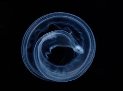 Karya Jawara Kontes Foto Satwa dan Alam yang Menyihir Mata