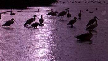 Highly Commended kategori the Night Sky karya Bence Mate. Canon 300D with 28-80mm lens. 30 seconds, f/8, ISO 10 Foto: dok Nature TTL 2021
