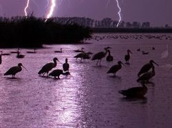 Karya Jawara Kontes Foto Satwa dan Alam yang Menyihir Mata
