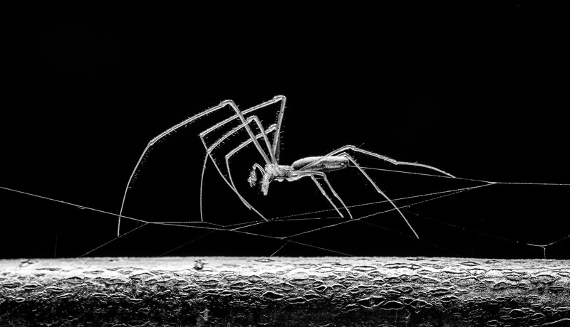 Kontes foto alam Nature TTL 2021