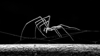 Highly Commended kategoriSmall World karya Ben Nicholson. Canon 7D Mark II with Canon 100mm macro lens. 1/250th, f/13, ISO 500 Foto: dok Nature TTL 2021