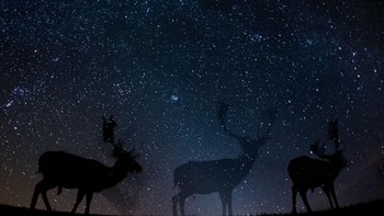 Highly Commended kategori Camera Traps karya Bence Mate. Nikon D800 with 15mm lens. 45 seconds, f/2.8, ISO 1,25. Foto: dok Nature TTL 2021