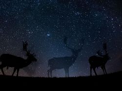 Karya Jawara Kontes Foto Satwa dan Alam yang Menyihir Mata