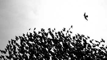 Young Nature TTL Photographer of the Year 2021 diraih oleh Thomas Easterbrook. Nikon D7500 with Nikon 18-300mm lens. 1/640th, f/6.3, ISO 800. Foto: dok Nature TTL 2021