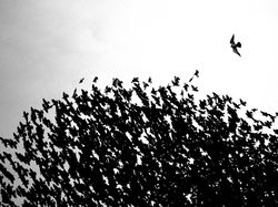 Karya Jawara Kontes Foto Satwa dan Alam yang Menyihir Mata