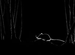 Karya Jawara Kontes Foto Satwa dan Alam yang Menyihir Mata