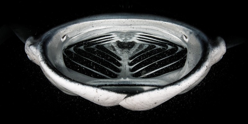 Kontes foto alam Nature TTL 2021