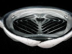 Karya Jawara Kontes Foto Satwa dan Alam yang Menyihir Mata