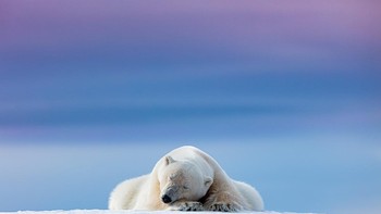 Jawara kategori Wild Portraits diriah oleh Dennis Stogsdill. Canon 5DS R with Canon 600mm f/4 lens. 1/640th, f/7.1, ISO 160. Foto: dok Nature TTL 2021
