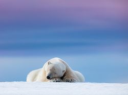 Karya Jawara Kontes Foto Satwa dan Alam yang Menyihir Mata