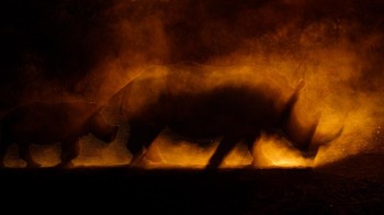 Runner-up kategori Wild Portraits diriah James Gifford. Canon 1DX Mark II with Canon 200-400mm lens. 1/5000th, f/5, ISO 500. Foto: dok Nature TTL 2021