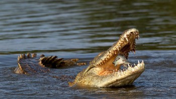 Runner-up kategori Animal Begaviour diraih oleh Johan Wandrag. Canon 7D Mark II with Sigma 150-600mm lens. 1/3,200th, f/8, ISO 400. Foto: dok Nature TTL 2021