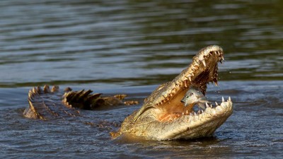 Karya Jawara Kontes Foto Satwa dan Alam yang Menyihir Mata